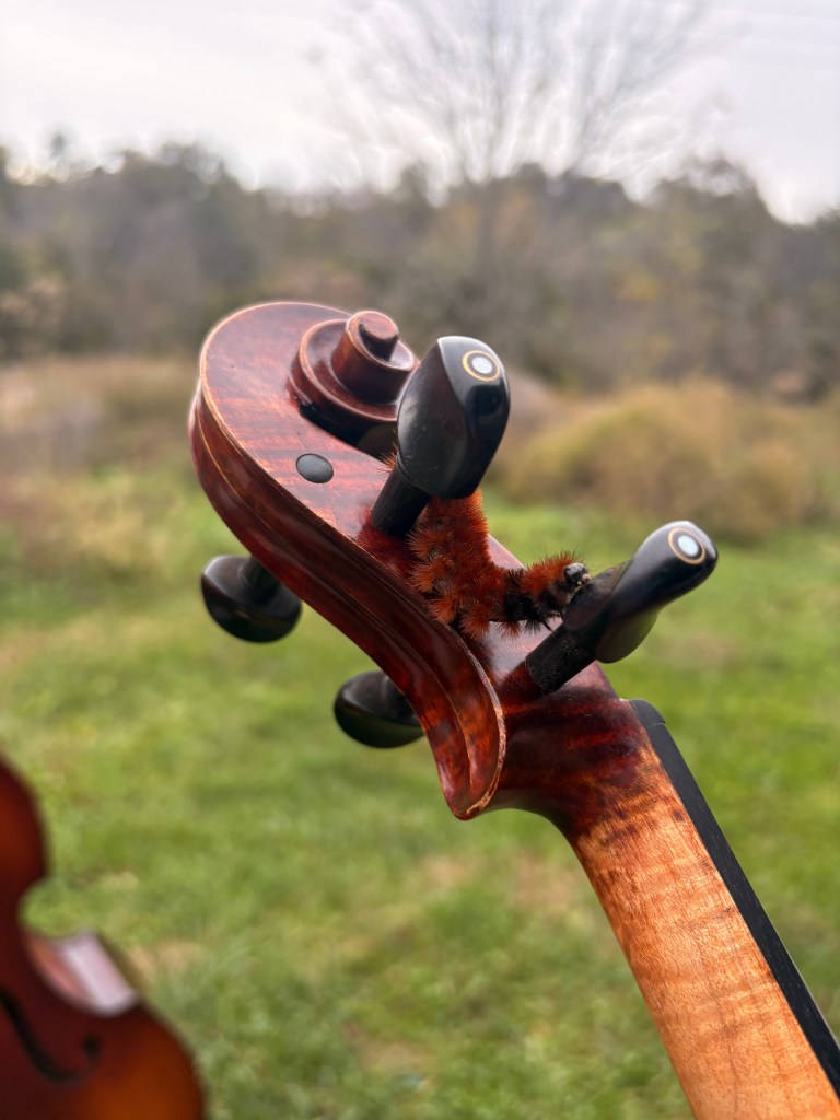 The woolly worm explores Violet's fiddle.
